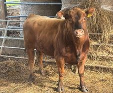 Pedigree Angus bull