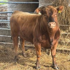 Pedigree Angus bull