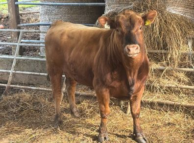 Pedigree Angus bull