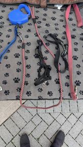 Dog Walking Set Leads Halti Head Collar