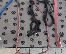 Dog Walking Set Leads Halti Head Collar