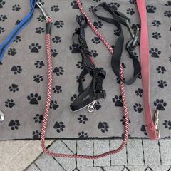 Dog Walking Set Leads Halti Head Collar