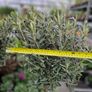 olive tree Image 8