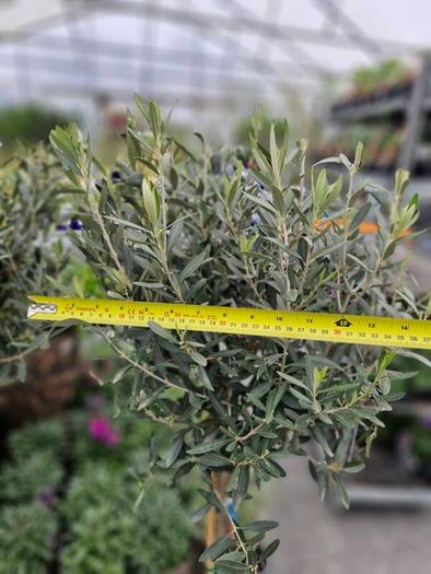 olive tree