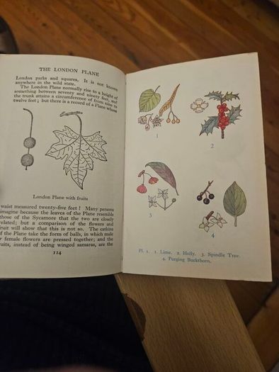 The Observer's Book Of Trees. Minature 1968 Hardback In Good Condition.  See Photos For Same.