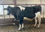 Incalf Hefierss