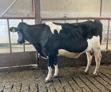 Incalf Hefierss