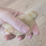 Sebright Chicks and Hatching Eggs Image 4