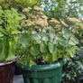 plants Image 5