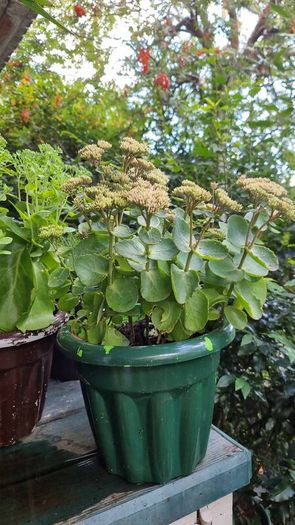 plants