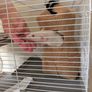 Rat cage and 2 cute rats Image 2