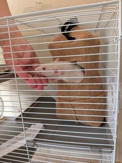 Rat cage and 2 cute rats