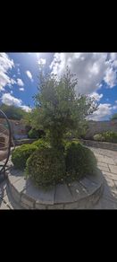 Olive Tree