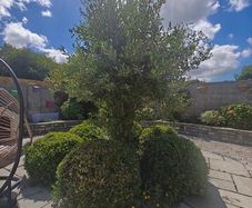 Olive Tree