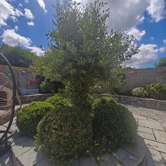 Olive Tree