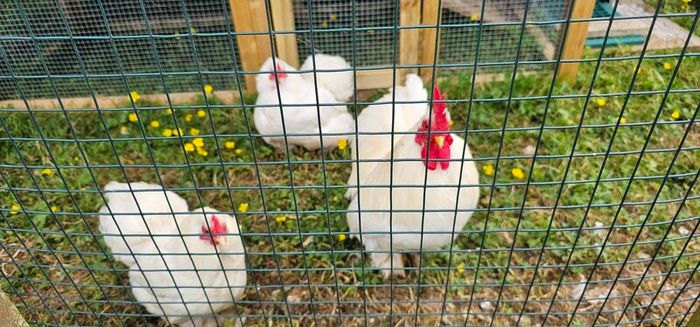 Pekin Bantams
