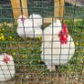 Pekin Bantam Image 2