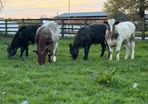 6 super shorthorn 5 star heifers
