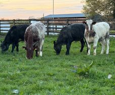 6 super shorthorn 5 star heifers