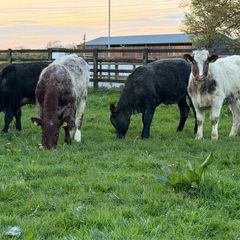 6 super shorthorn 5 star heifers