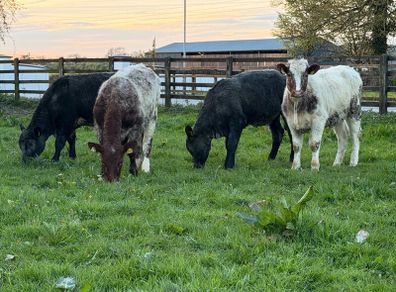 6 super shorthorn 5 star heifers