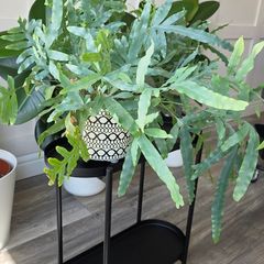 Plant