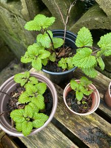 Lemon Balm Plants