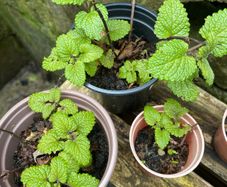 Lemon Balm Plants