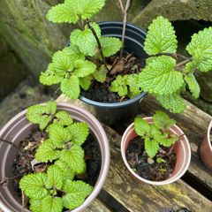 Lemon Balm Plants