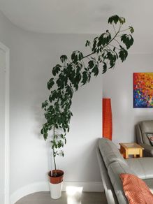 Tall Umbrella Plant
