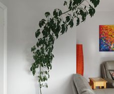 Tall Umbrella Plant