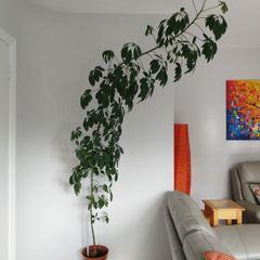 Tall Umbrella Plant