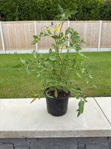 Tomato Plant