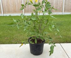 Tomato Plant