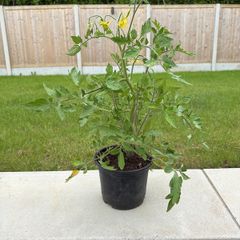 Tomato Plant