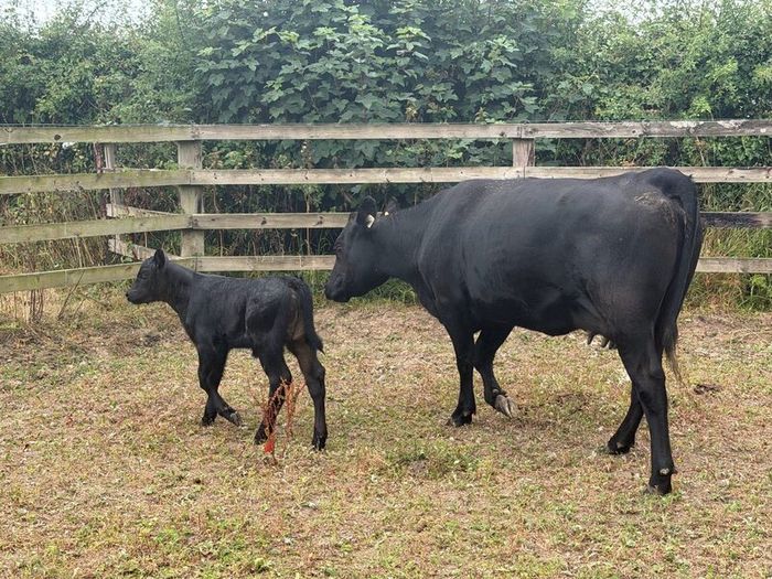 Five Star Organic AA Heifer with calf