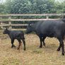 Five Star Organic AA Heifer with calf Image 2
