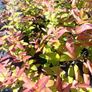 plants Image 5
