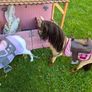 Our generation horse stable and horses Image 4