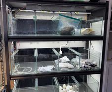 Aquarium breading compleat set including water top up sustem
