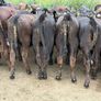 40 Aberdeen Angus Heifers Image 5