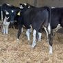 Fresian Bulls Image 4