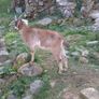 Kid goat male, neutered pigmy male, breeding male Image 6