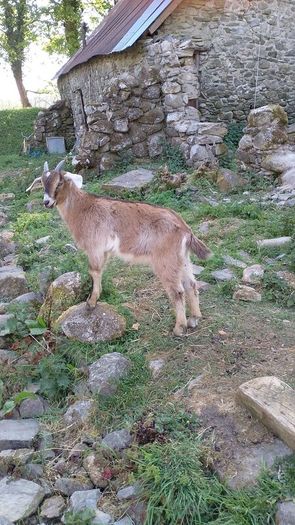 Kid goat male, neutered pigmy male, breeding male