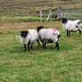 Organic Sheep Image 8