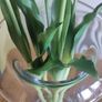 Tall Glass Vase Image 2