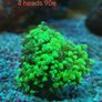toxic green blochy hammer coral Image 5