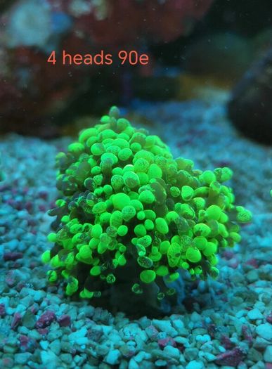 toxic green blochy hammer coral