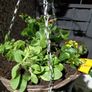 summer haging baskets Image 5