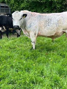 Speckle Park Bull PBNR Organic
